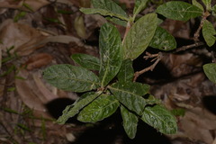 Psychotria loniceroides