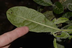 Psychotria loniceroides