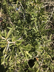 Gymnosporia polyacantha