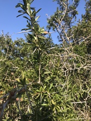 Gymnosporia polyacantha