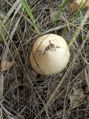 Amanita flavescens