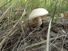 Amanita flavescens