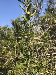 Gymnosporia polyacantha