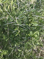 Gymnosporia polyacantha