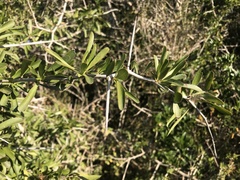 Gymnosporia polyacantha