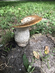 Cerioporus squamosus