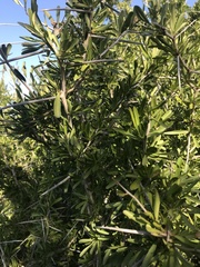 Gymnosporia polyacantha