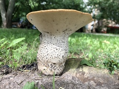 Cerioporus squamosus