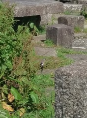 Pyrrhula owstoni
