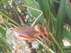 Ephippiger terrestris