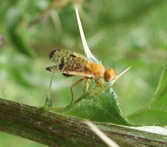 Xyphosia miliaria