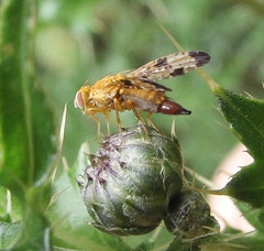 Xyphosia miliaria