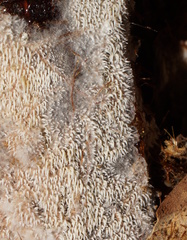 Steccherinaceae