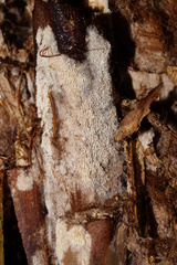 Steccherinaceae