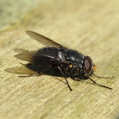 Calliphoroides antennatis