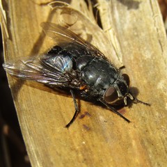 Calliphora quadrimaculata