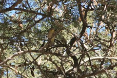 Zosterops abyssinicus