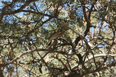 Zosterops abyssinicus