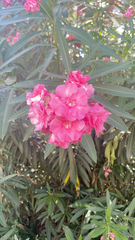 Nerium oleander