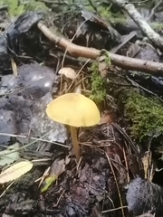 Pluteus chrysophaeus