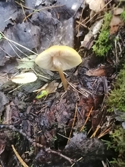Pluteus chrysophaeus