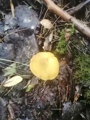 Pluteus chrysophaeus