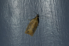 Planotortrix notophaea