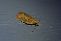 Planotortrix notophaea