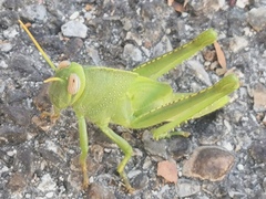 Anacridium aegyptium