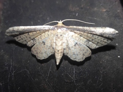 Pharambara splendida