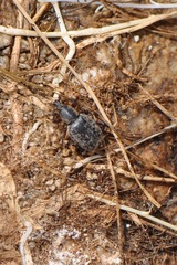 Otiorhynchus insubricus