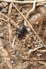 Otiorhynchus insubricus