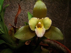 Lycaste dowiana