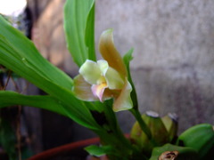 Lycaste dowiana