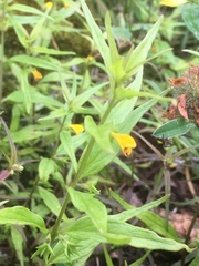 Melampyrum sylvaticum