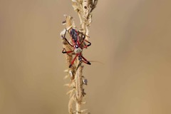 Poecilosphodrus gratiosus