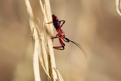 Poecilosphodrus gratiosus