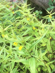 Melampyrum sylvaticum