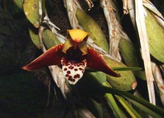 Maxillaria tenuifolia