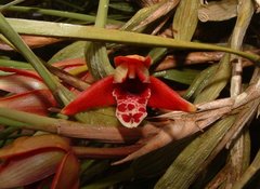 Maxillaria tenuifolia