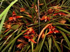 Maxillaria tenuifolia