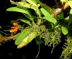 Specklinia