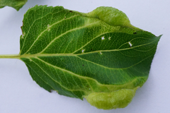 Trichochermes walkeri