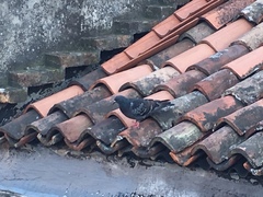 Columba livia domestica