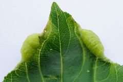 Trichochermes walkeri