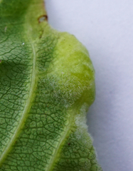 Trichochermes walkeri