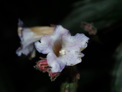 Strobilanthes anisophyllus
