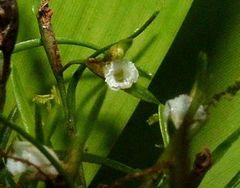 Elleanthus poiformis