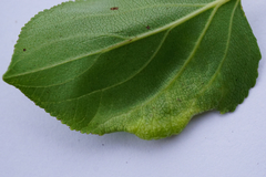 Trichochermes walkeri