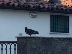 Columba livia domestica